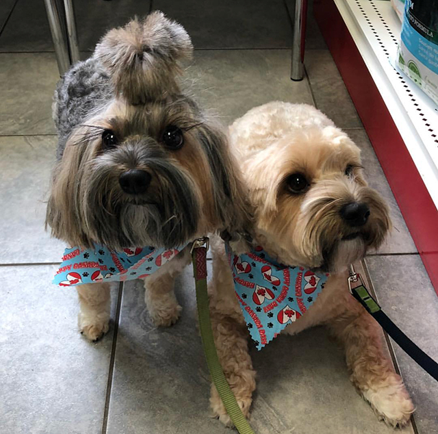 Services Vaughan, Ontario Northview Pet Hospital